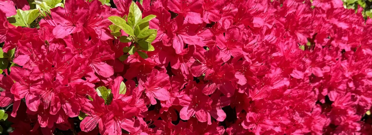 小山台のつつじ